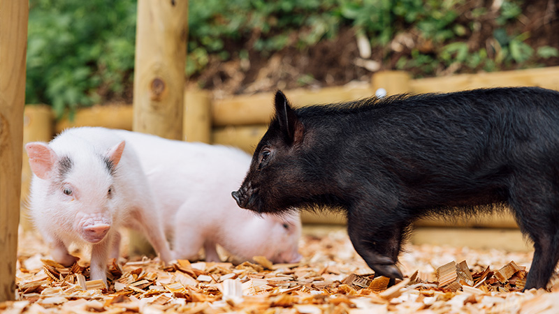 pignic farm and micro pigs
