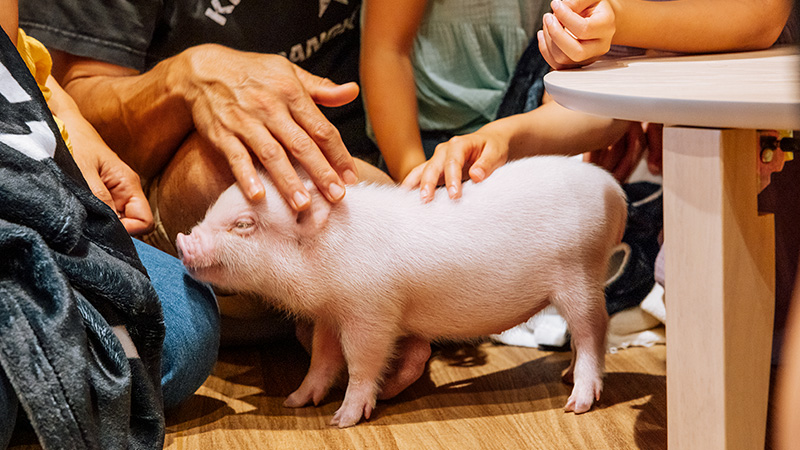 pignic petting micro pigs