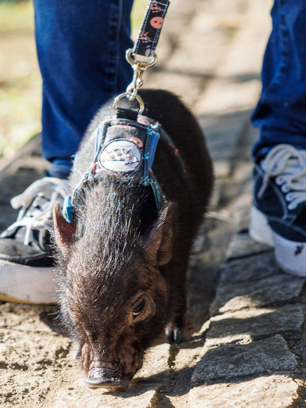 おさんぽぴっぐ osampo pig