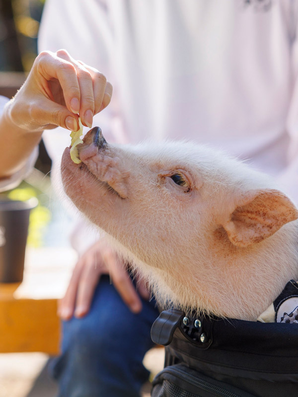 おさんぽぴっぐ osampo pig