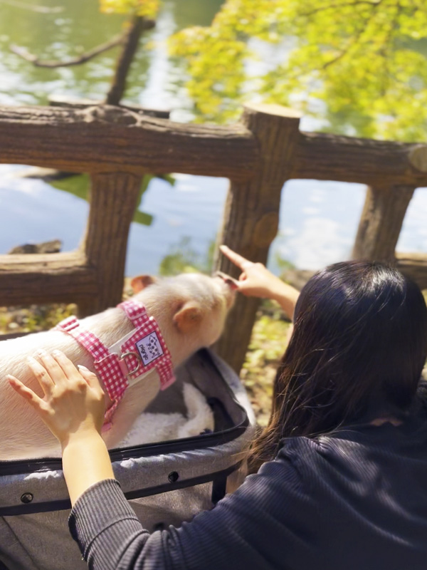 おさんぽぴっぐ osampo pig