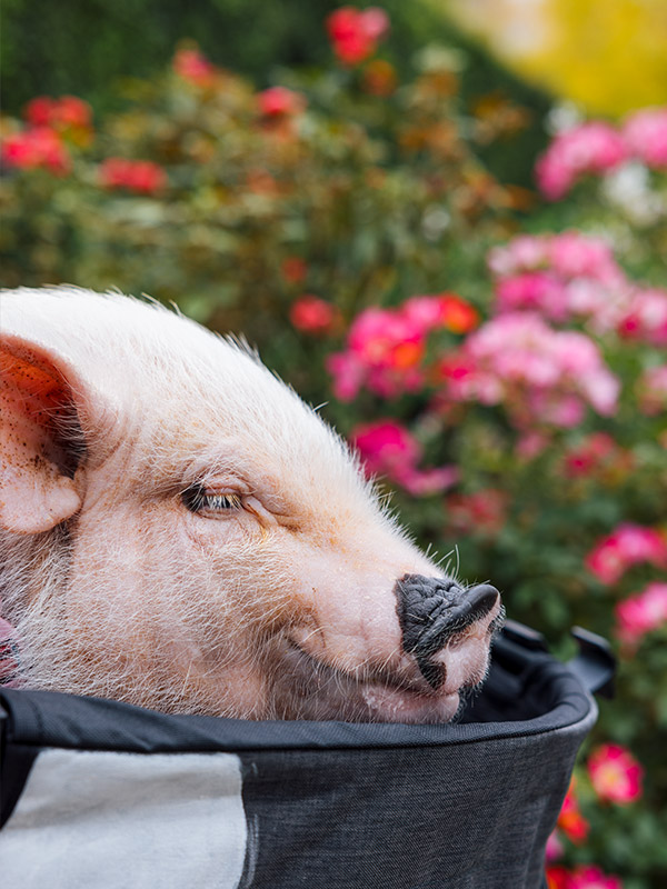 おさんぽぴっぐ osampo pig