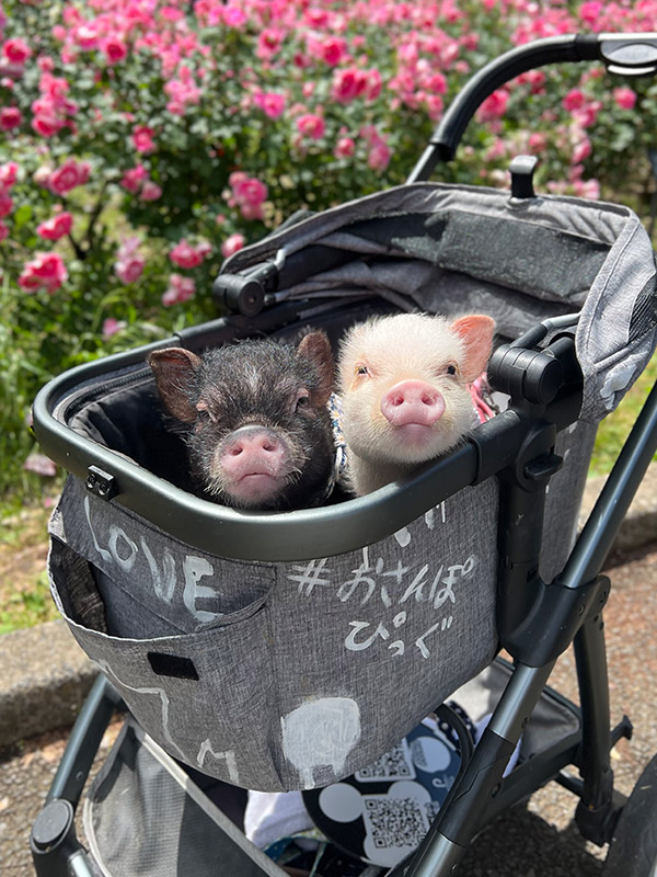 おさんぽぴっぐ osampo pig