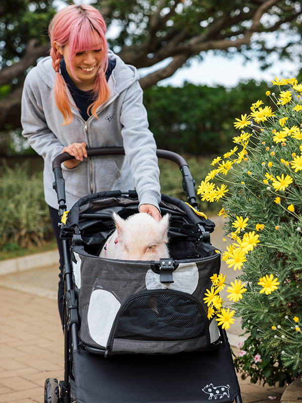 おさんぽぴっぐ osampo pig