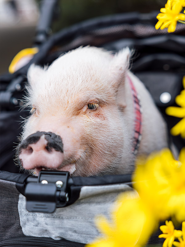 おさんぽぴっぐ osampo pig