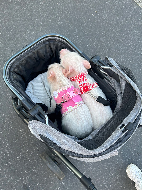 おさんぽぴっぐ osampo pig