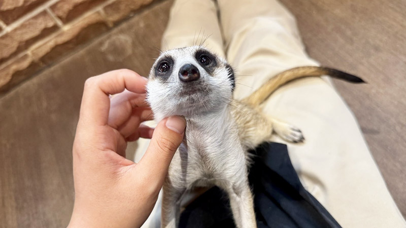 ピグニックカフェ 横浜店 イメージ