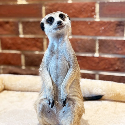 ピグニックカフェ　横浜店　ミーアキャット