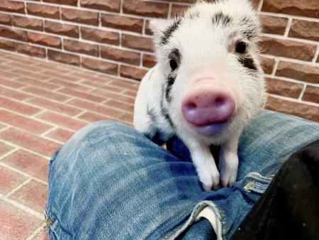 マイクロブタカフェで膝に乗るpigちゃん