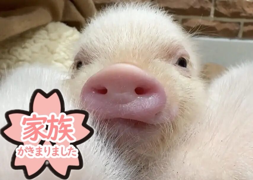 キース