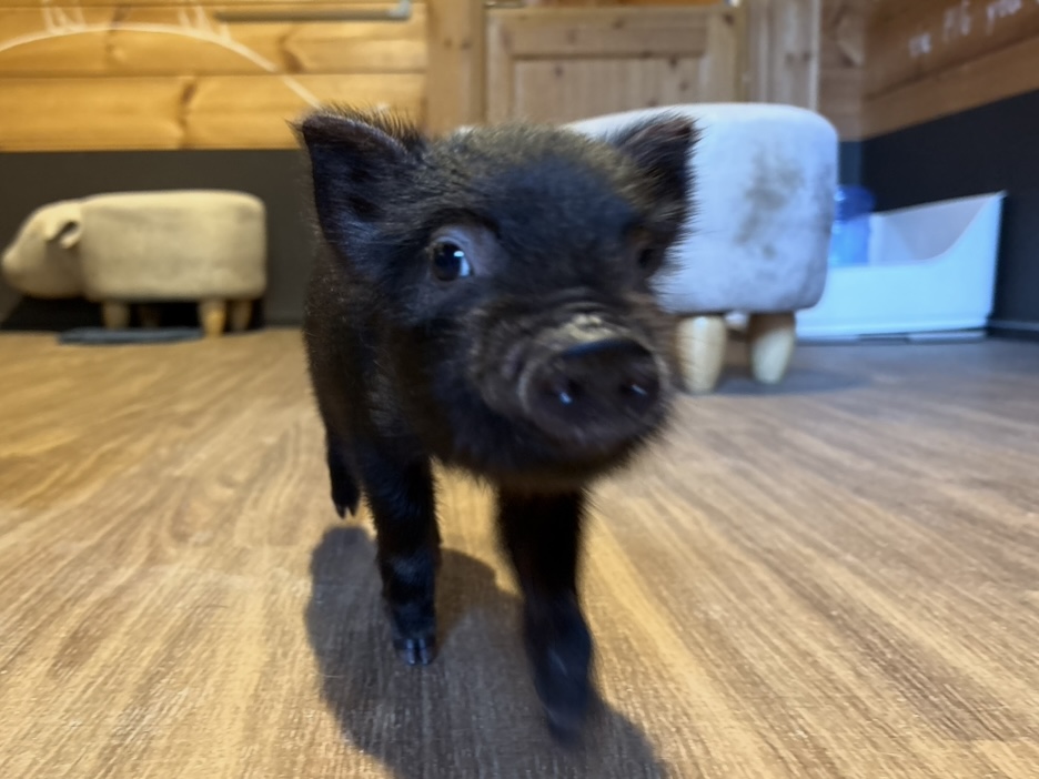 希少  マリアンヌ・ウェストマン　豚 Marianne Westman