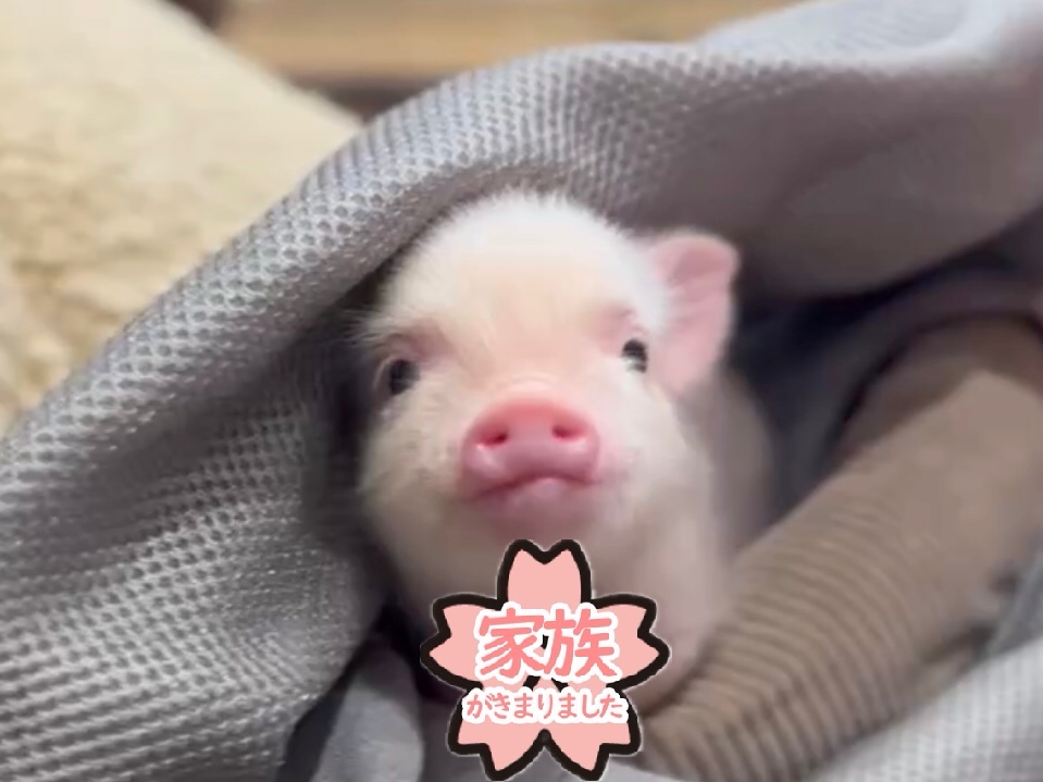 マイクロブタ - pignic cafe