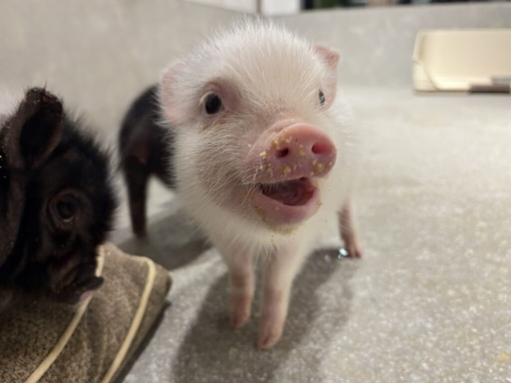 パティ