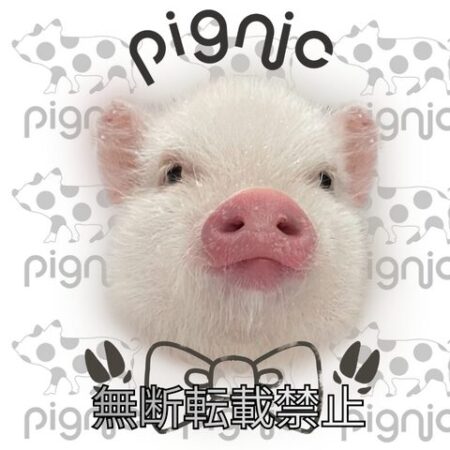 蝶ネクタイのイラストでおめかしした本物の可愛い白マイクロブタの顔写真