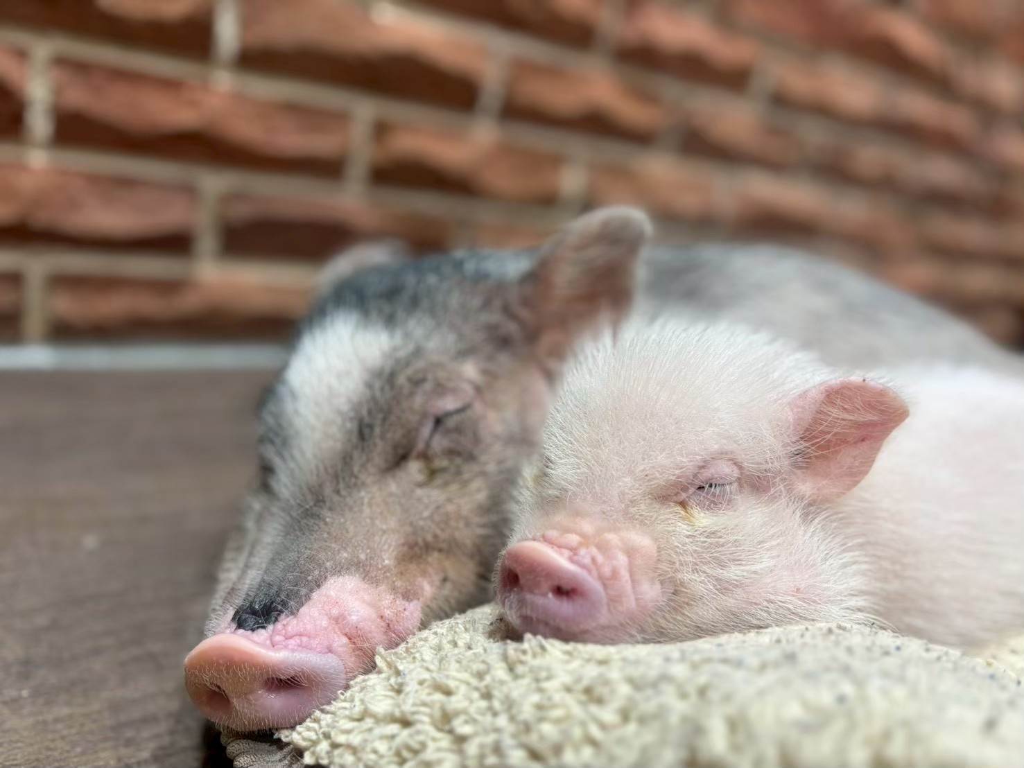 pignic 横浜