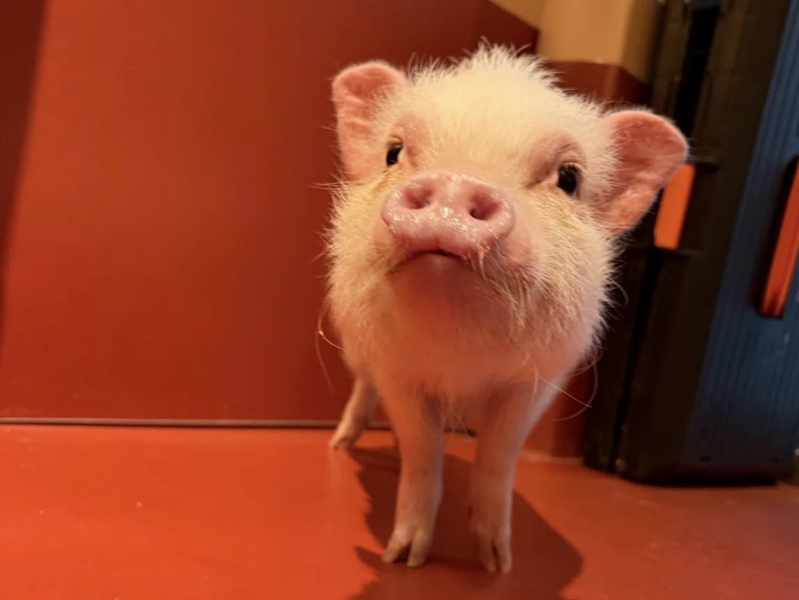 pignic 代々木公園店