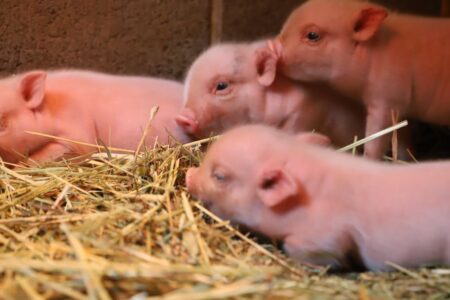 pignicの赤ちゃんブタ