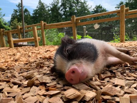 pignic farmの寝転がるマイクロブタ
