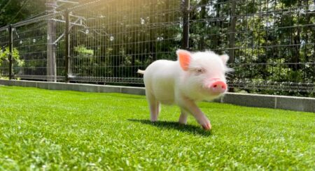 pignic 物語