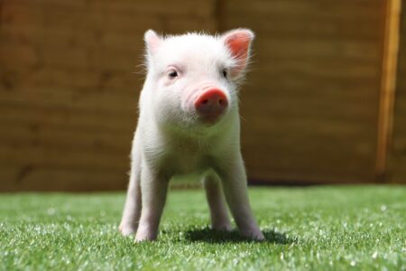 pignic farmのマイクロブタ