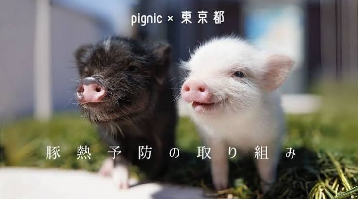 pignicと東京都との取り組み