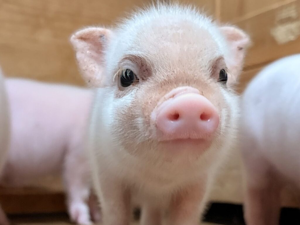 フーバオ