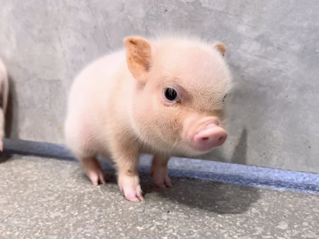 フーバオ