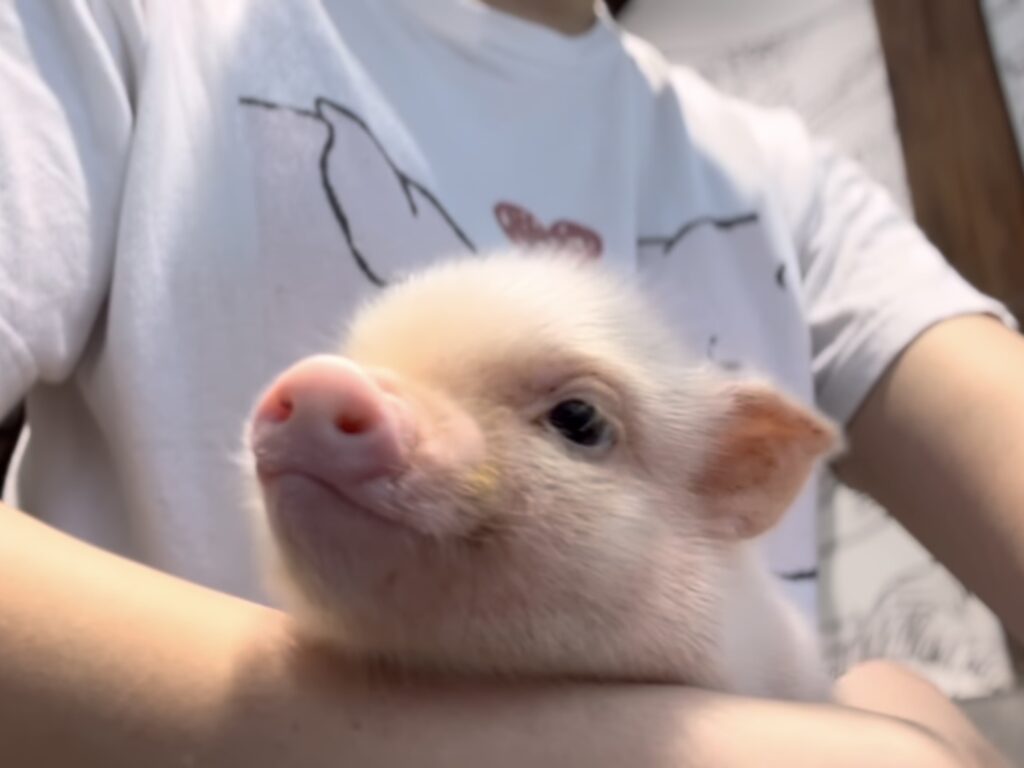 チイ