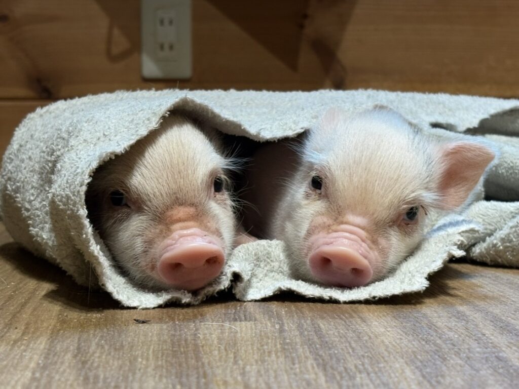 ペレ