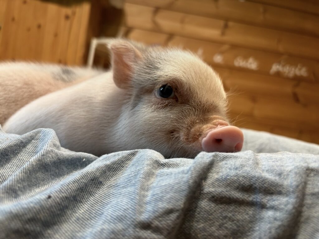 ペレ
