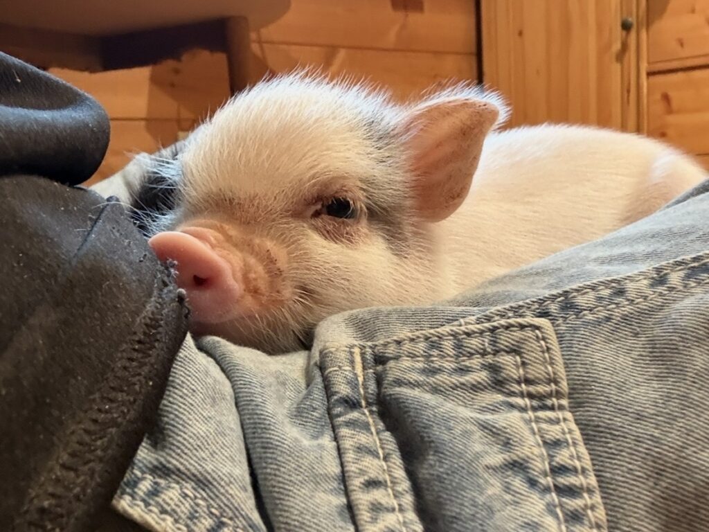ペレ