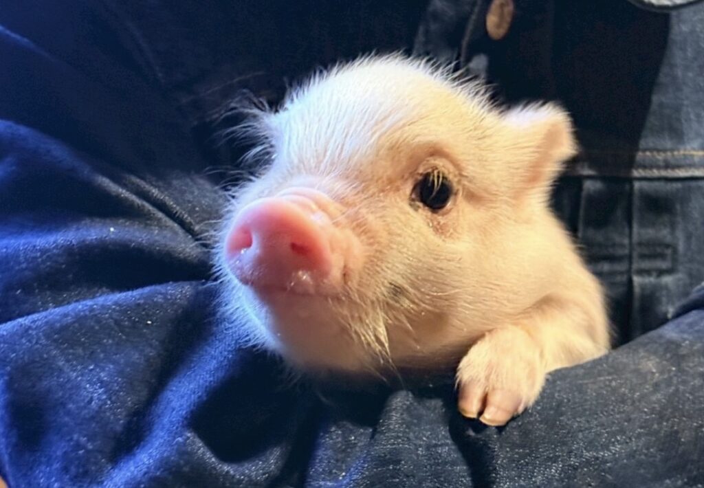 モド