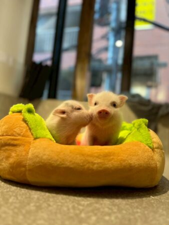 pignicのブタたち