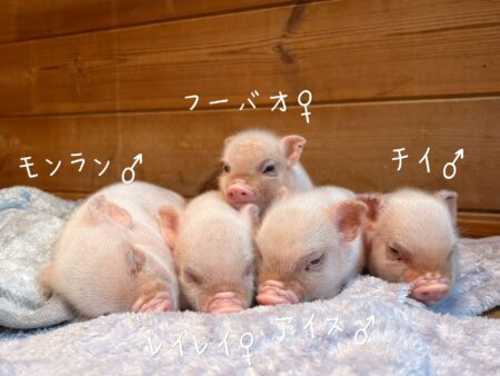 pignic マイクロブタ
