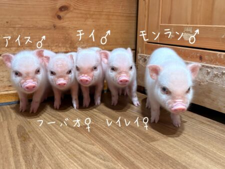 ロッキーの赤ちゃん