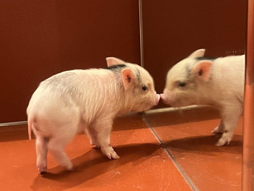 カミュ