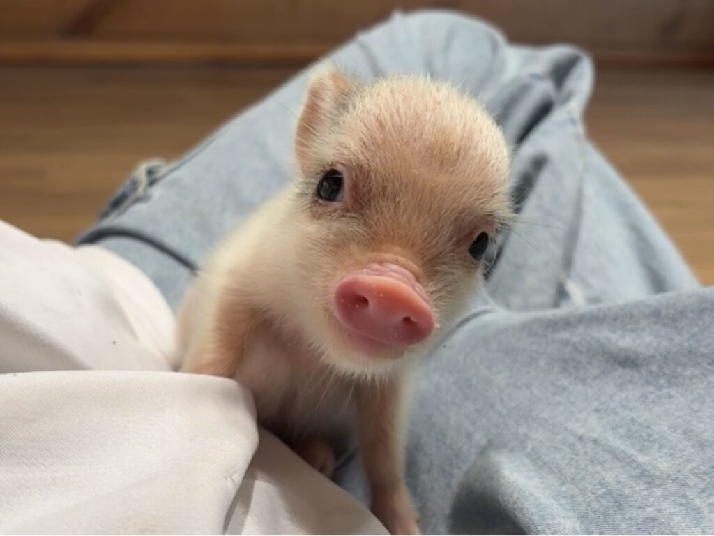 ナノ