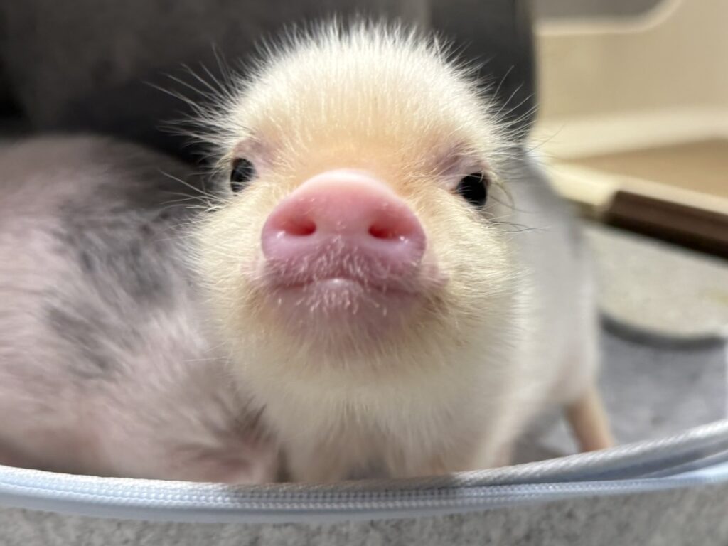 ココ