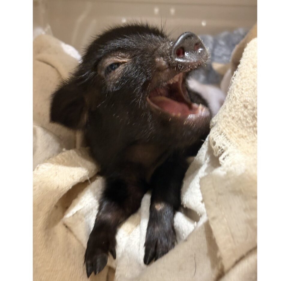 バロン