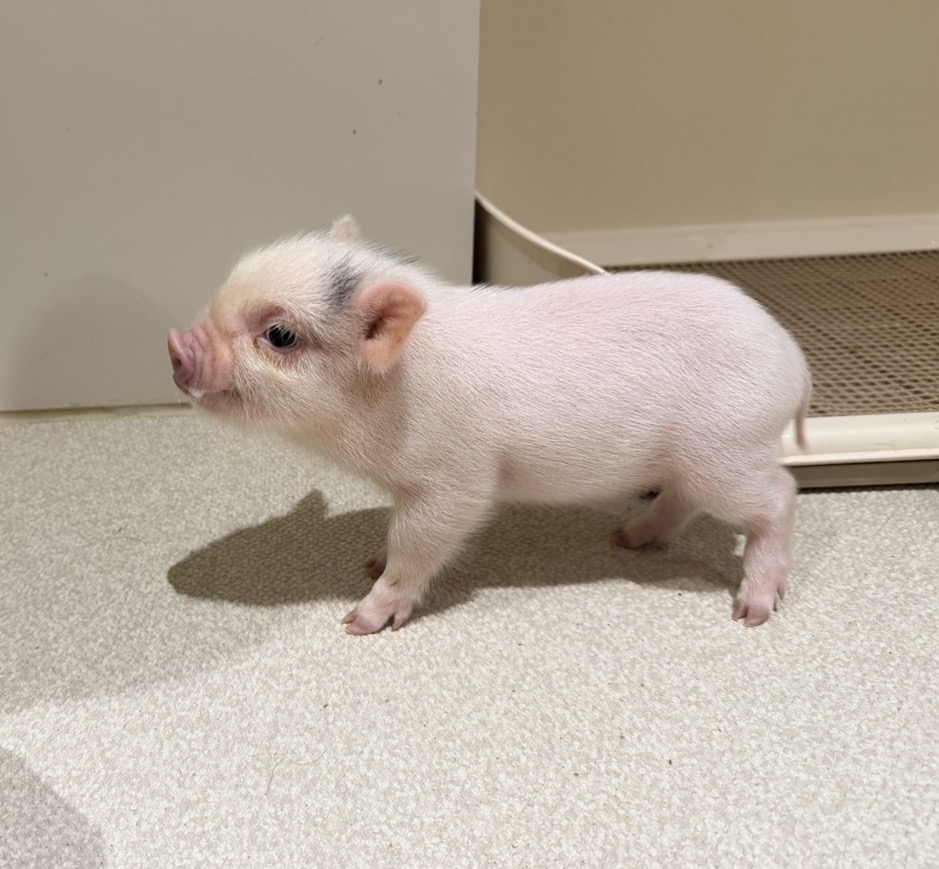 ククー