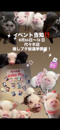 pignic cafe推しブタ総選挙