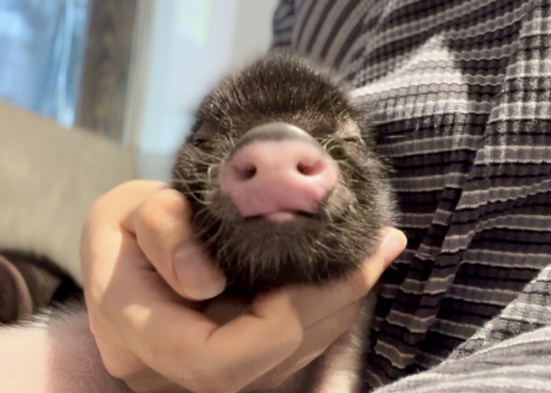 ヘンリー