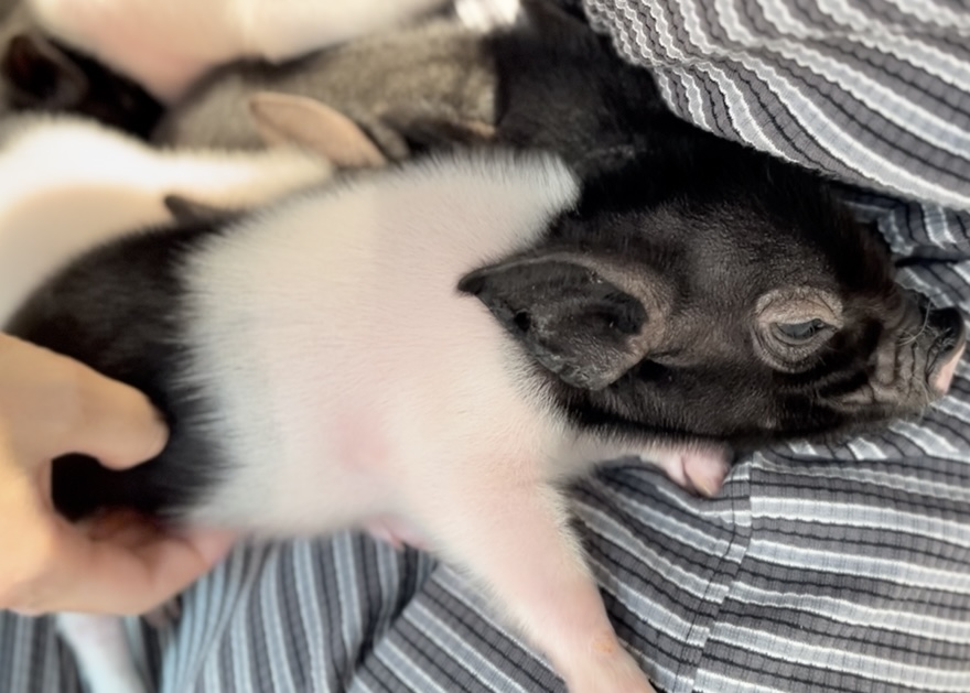 ヘンリー