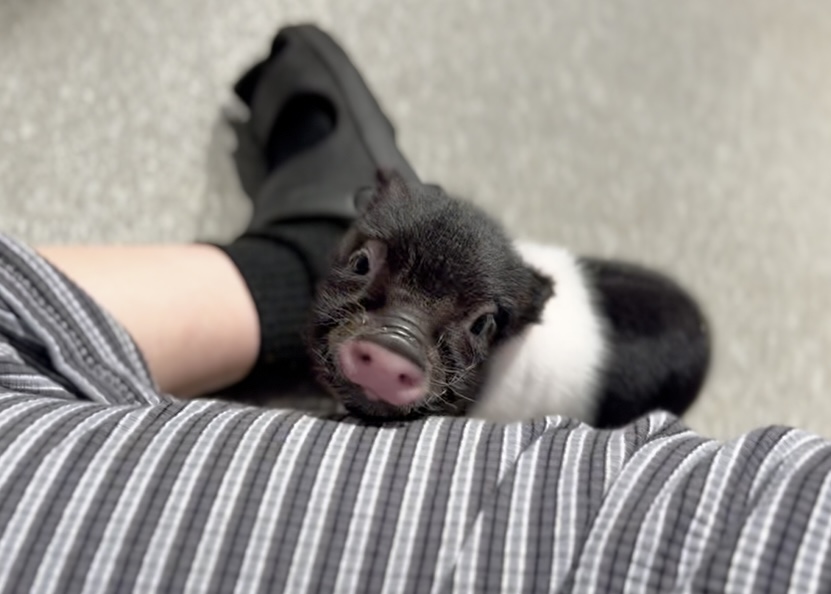 ヘンリー