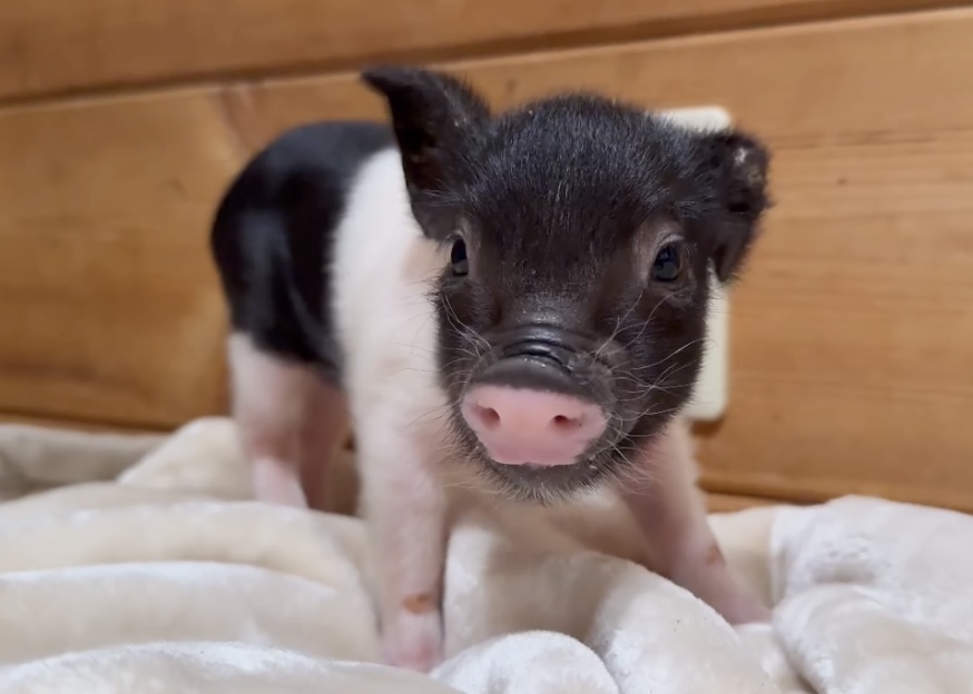 ヘンリー