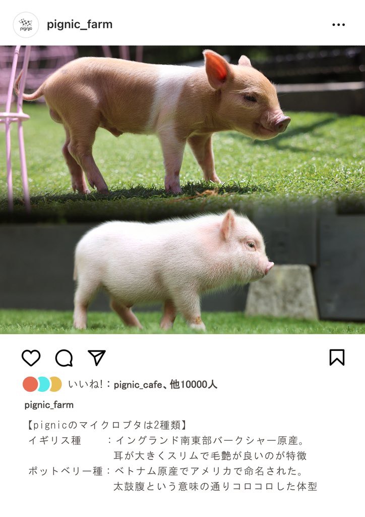 マイクロブタ　種類