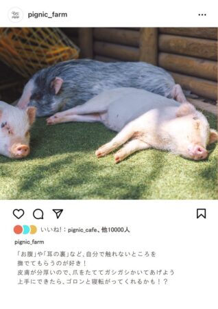 マイクロブタのふれあいのコツ