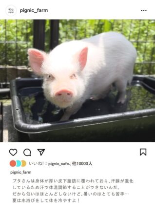 マイクロブタ 臭い