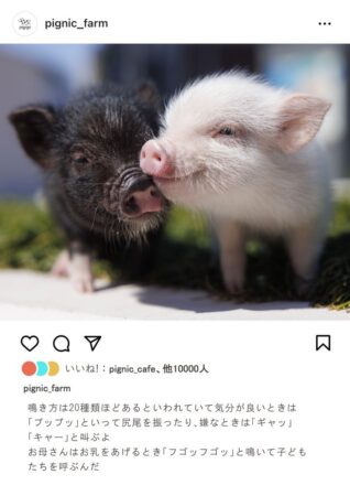 マイクロブタ 鳴き声