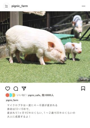 マイクロブタ 寿命